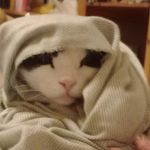 Profile Picture of Alice Lo Presti (@bibby_037) on Instagram