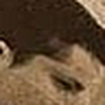 Profile Picture of Carlos Humberto Flores H (@shengelia1) on Flickr