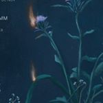 Profile Picture of Jimena Losada (@jimenalacerna) on Instagram