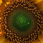 Profile Picture of Justin Avery (@javery1982) on Instagram