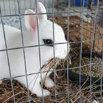 Profile Picture of Shannon Barrett (@silverdolphin09) on Instagram