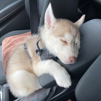 Profile Picture of David Hirano (@david_hirano) on Twitter