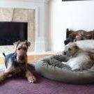 Profile Picture of Sue Higgins Taylor (@higaboo) on Pinterest