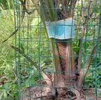 Profile Picture of Mitsuba Iwasaki (@zurkarnaini.nurdin) on Facebook