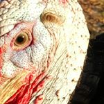 Profile Picture of Tommy McLean (@vern_the_magnificent) on Instagram