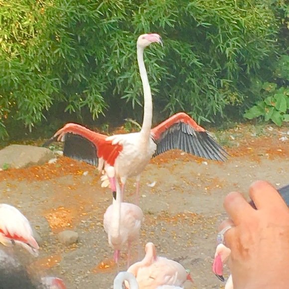 Profile Photo of So many flamingos Flamingos (@jakejones111) on Poshmark