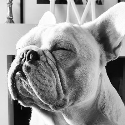 Profile Picture of ReggieDog (@JasonBroadbent) on Twitter
