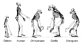 Profile Picture of Human evolution - Wikipedia, the free …on Wikipedia