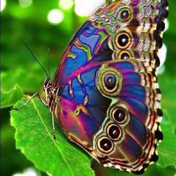 Profile Picture of Jane Daulton (@janedaulton) on Poshmark