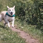 Profile Picture of Kevin Altizer (@pets.cool.club) on Instagram
