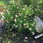 Profile Picture of Patrick Willoughby (@jpwsustainablelandscapes) on Instagram