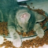 Profile Picture of Sonia Ratliff (@sonia-ratliff) on Quora