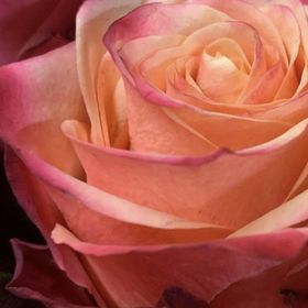 Wilma Van Der Veen van Dongen - Pinterest Profile Picture of Wilma Van Der Veen van Dongen (@misty_276) on Pinterest