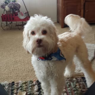 Profile Picture of Shirley Huff (@huff.shirley) on Instagram