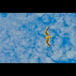 Profile Picture of julian Day (@palecriminal) on Instagram