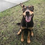 Profile Picture of Skye The Red Cloud Kelpie (@kelpietales) on Instagram