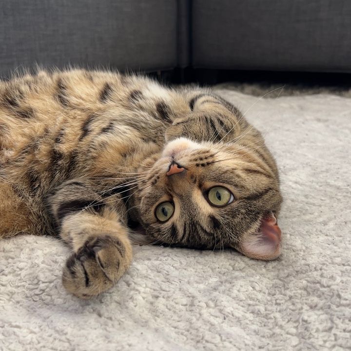 Profile Picture of Riggs and Roo (@rooandriggs) on Tiktok