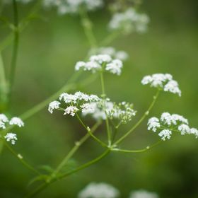 Profile Picture of Alice Boyle (@aboyle0315) on Pinterest