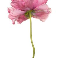 Profile Picture of maricorley (@maricorley) on Tiktok