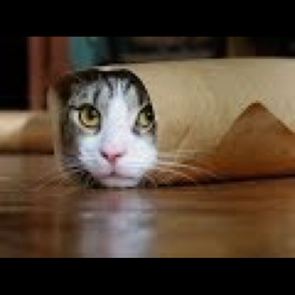 Profile Picture of Rayme Waler (@raymeqalker) on Poshmark