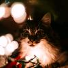 Profile Picture of Anna shockley (@@annaliseths) on Tiktok