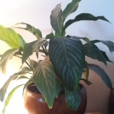 Profile Picture of Lucy Cheree Bennett (@LucyCheree) on Twitter