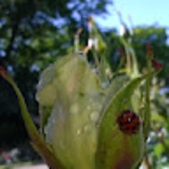 Profile Picture of Sam Daly (@samdaly1982) on Poshmark