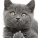 Profile Picture of Dwayne Bean (@bean5182) on Pinterest