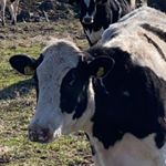 Profile Picture of Mike Landis (@landis4979) on Instagram