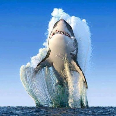 Profile Picture of Abeer Hakim (@AbeerHakim3) on Twitter