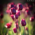 Profile Picture of Lijo John Photography (@lijojohn.photography) on Instagram