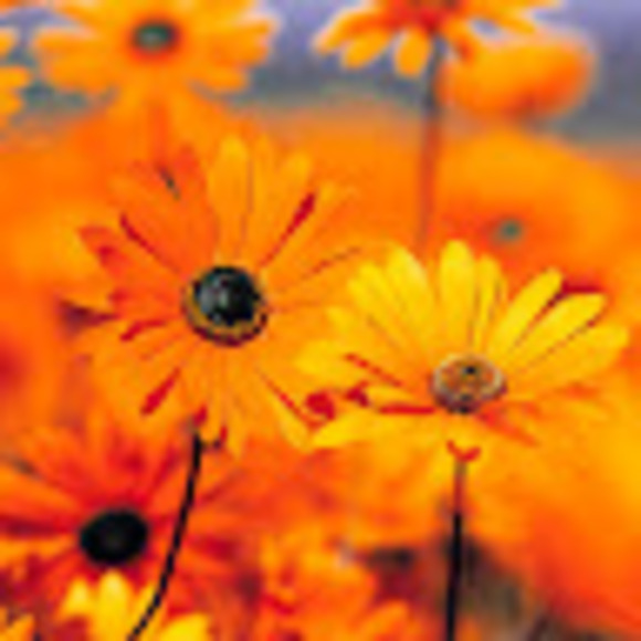 Profile Picture of Shellien Gilliland (@realtorshellien) on Poshmark