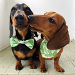 Profile Picture of 💥BORRIS & BRUCE💥 (@beingborris) on Instagram