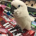 Profile Picture of Lars Peterson (@larsdacockatoo) on Instagram