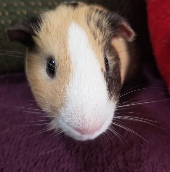 Profile Picture of Victoria Savino (@victoria_savino) on Poshmark