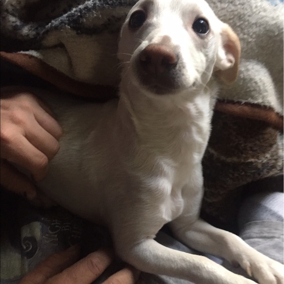 Profile Picture of Samantha Thygesen (@wilsonj91) on Poshmark