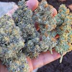 Profile Picture of Teddy Scott (@teddy_scott0) on Instagram