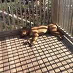 Profile Picture of Dominick Wilson (@dominickwilson210) on Instagram