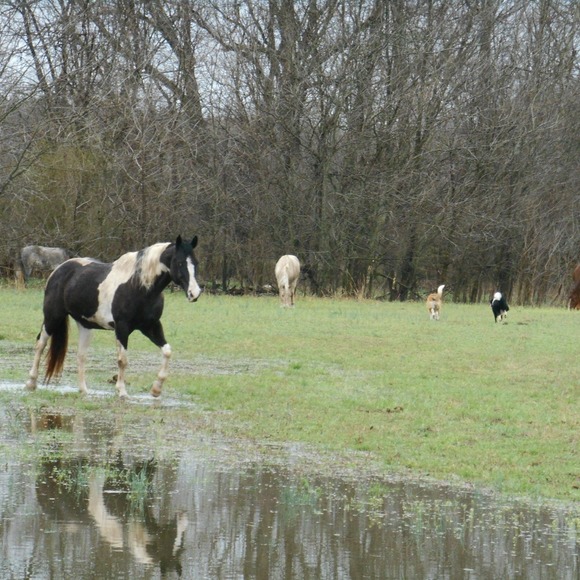 Kelly Kovacs evans - Poshmark Profile Picture of Kelly Kovacs evans (@kellyshorses) on Poshmark