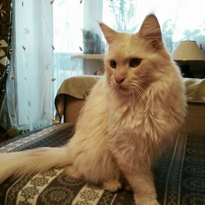 Profile Picture of Polina_Peters (@PolinaPeters1) on Twitter