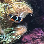 Profile Picture of Sam Wallace (@sam_wallace26) on Instagram