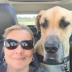 Profile Picture of Pam Herflicker Karpin (@pkdanemom) on Instagram