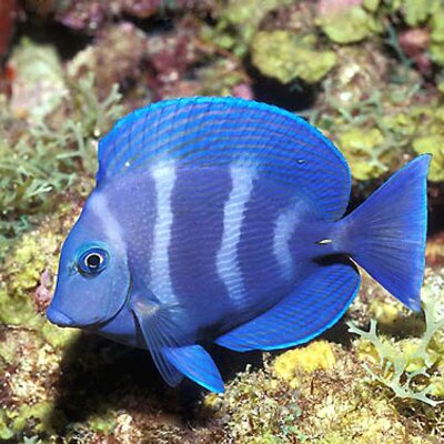 Profile Picture of Jo Mirabile (@JoMirabile) on Twitter