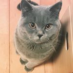 Profile Picture of 🐾   leo  🐾💕 (@leodayshappy) on Instagram