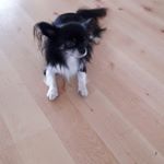 Profile Picture of josephine böling (@josephineboling) on Instagram