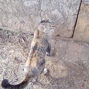 Profile Picture of Amanda Jacobs (@amandajacobs2458) on Youtube