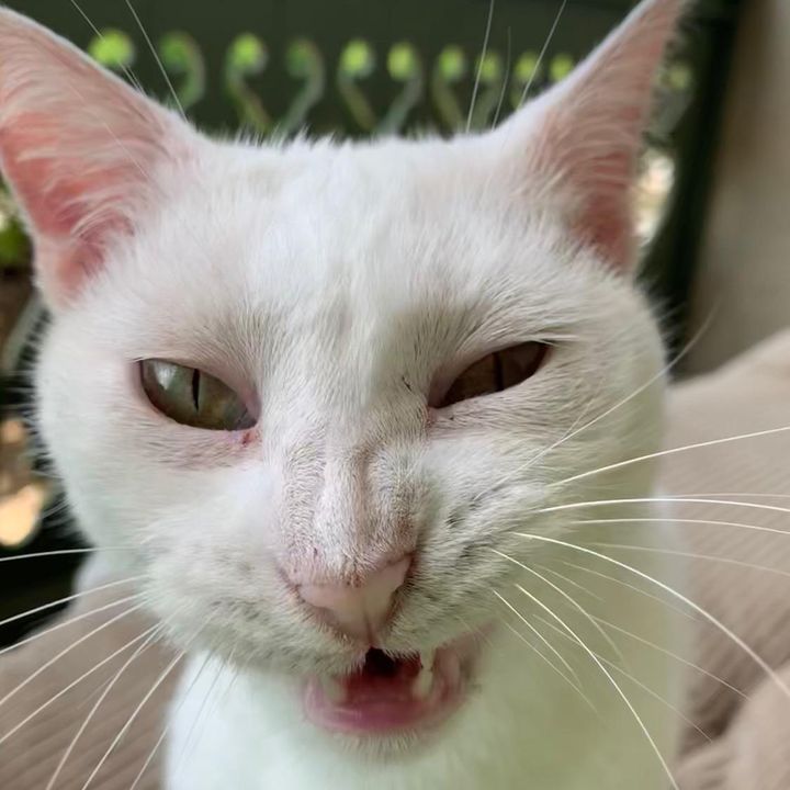 Profile Picture of UnpaintedHuffhines (@unpaintedhuffhines) on Tiktok