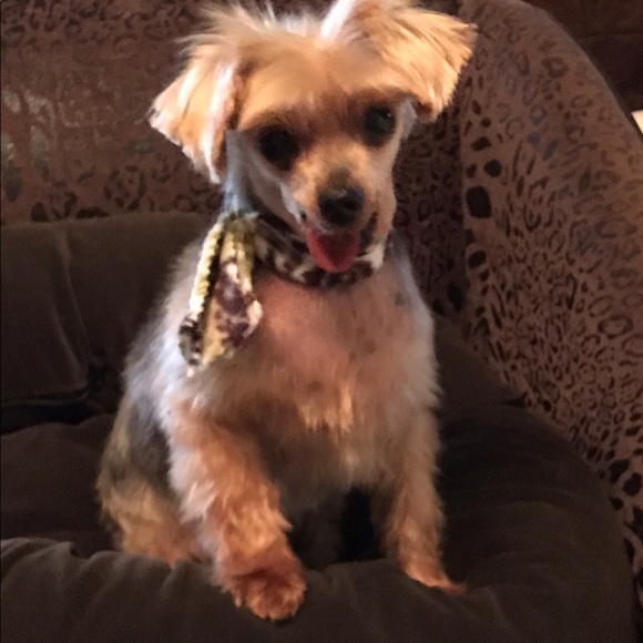 Profile Picture of Beverly Perry (@perry3964) on Poshmark