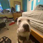 Profile Picture of Brad Ruiz (@chicken_butt_soup) on Instagram