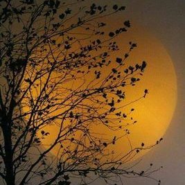 Armaghan Ahmad - Twitter Profile Picture of Armaghan Ahmad (@ArmaghanAhmad16) on Twitter